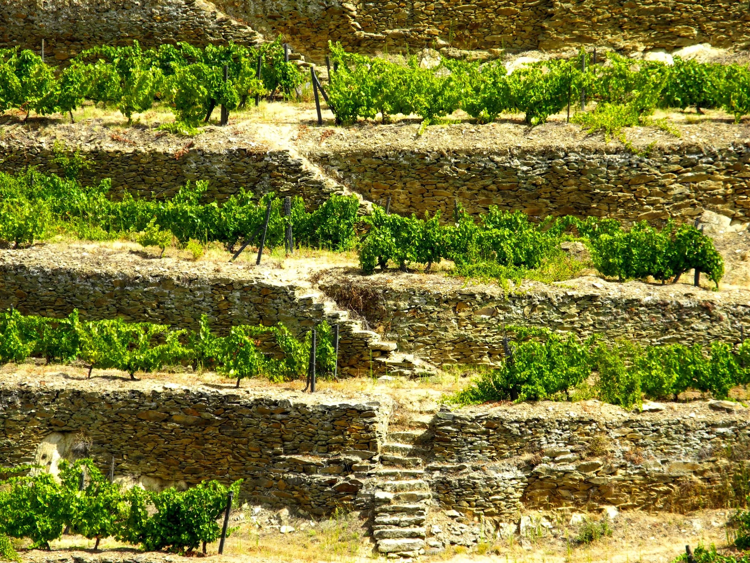 family friendly hotel douro valley.jpg