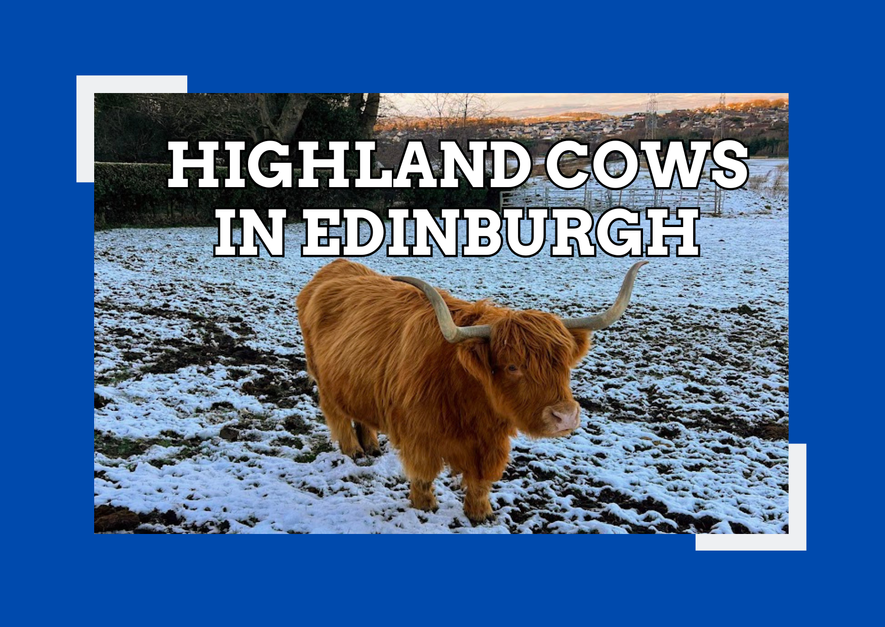 How to See Highland Cows in Edinburgh