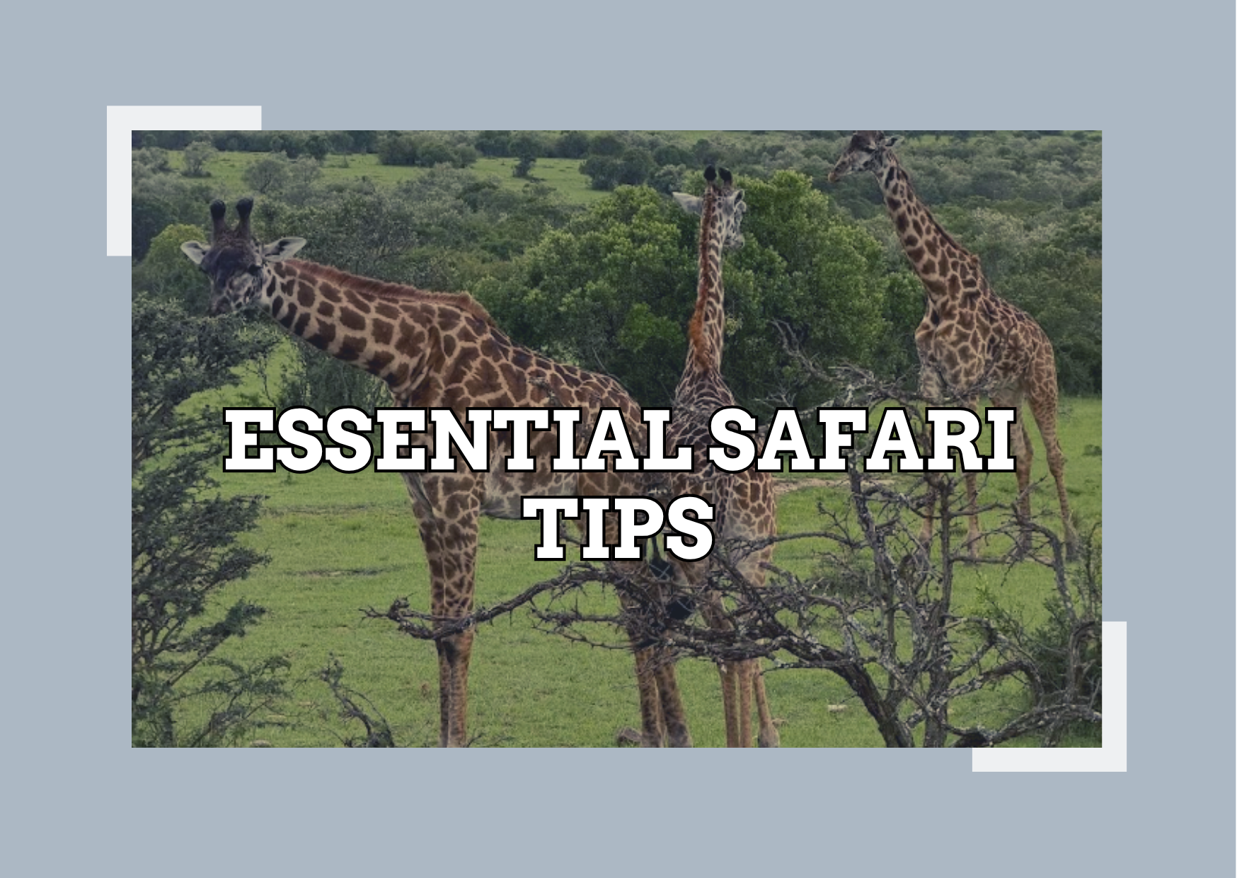 Essential Tips for Going on Safari (First-Timer Guide)
