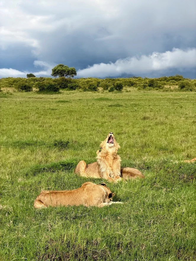 Safari essentials guide.jpg