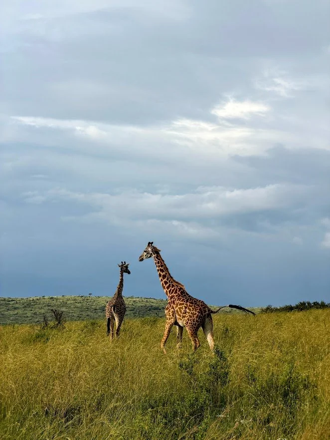 Safari Etiquette Dos and Don’ts.jpg