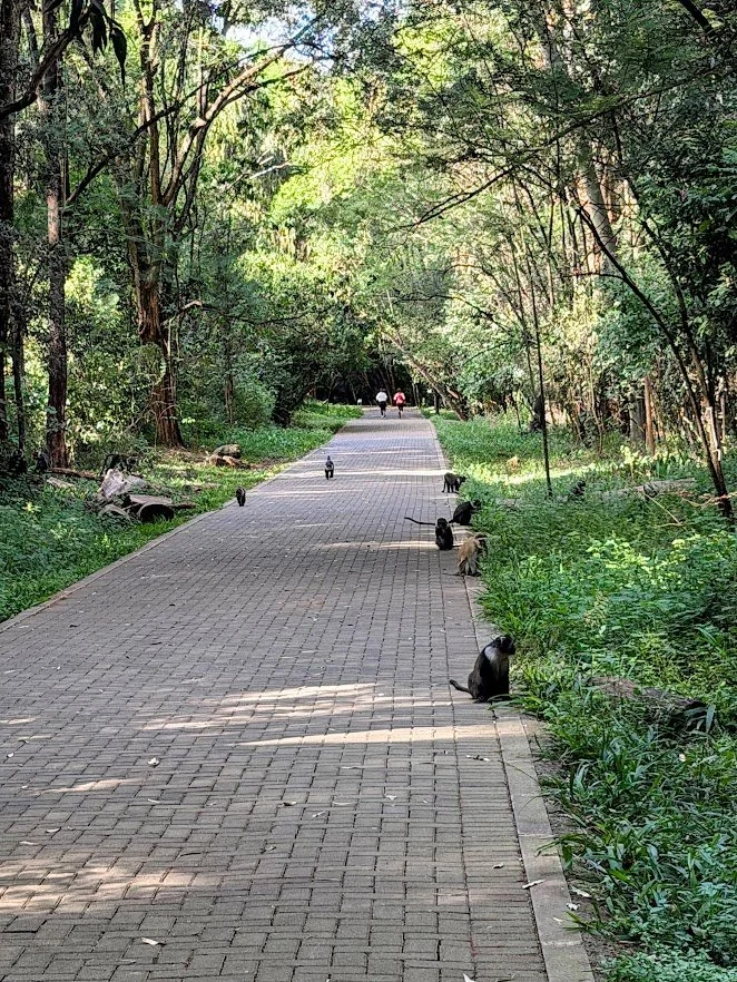 nature in Nairobi Kenya
