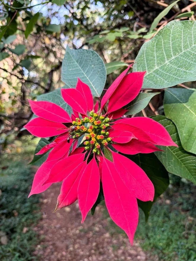 The nairobi Arboretum