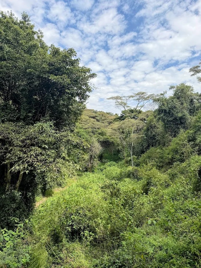 oloolua trail nairobi.jpg