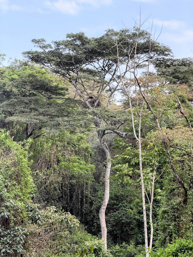 nature trail in nairobi.jpg