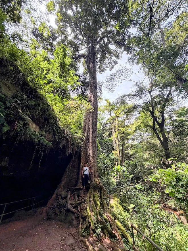 Forest in Nairobi.jpg