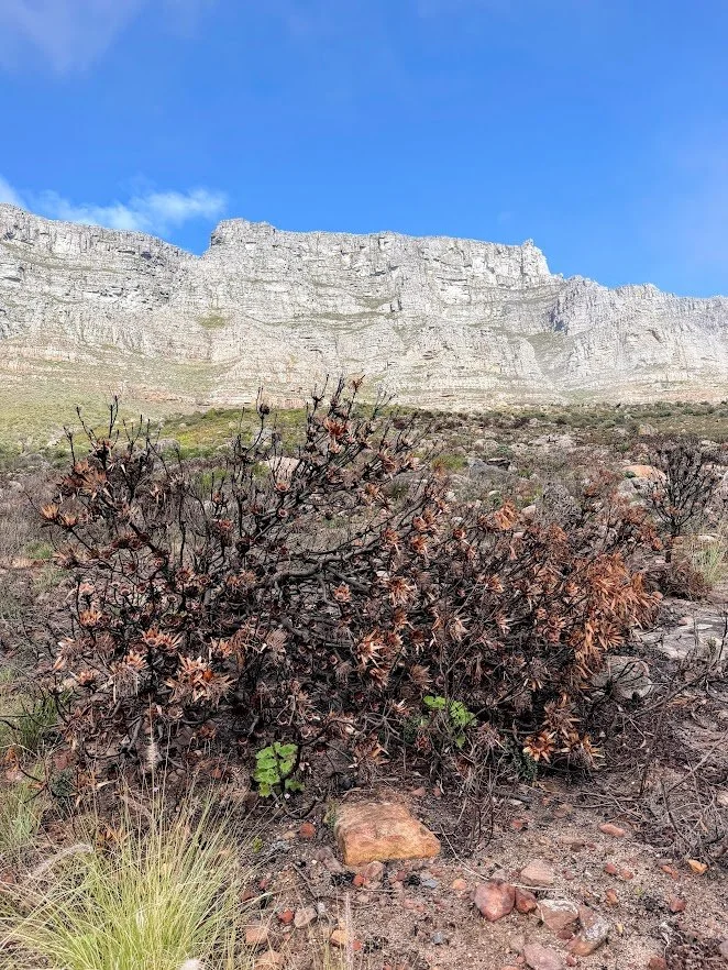 Table Mountain.jpg