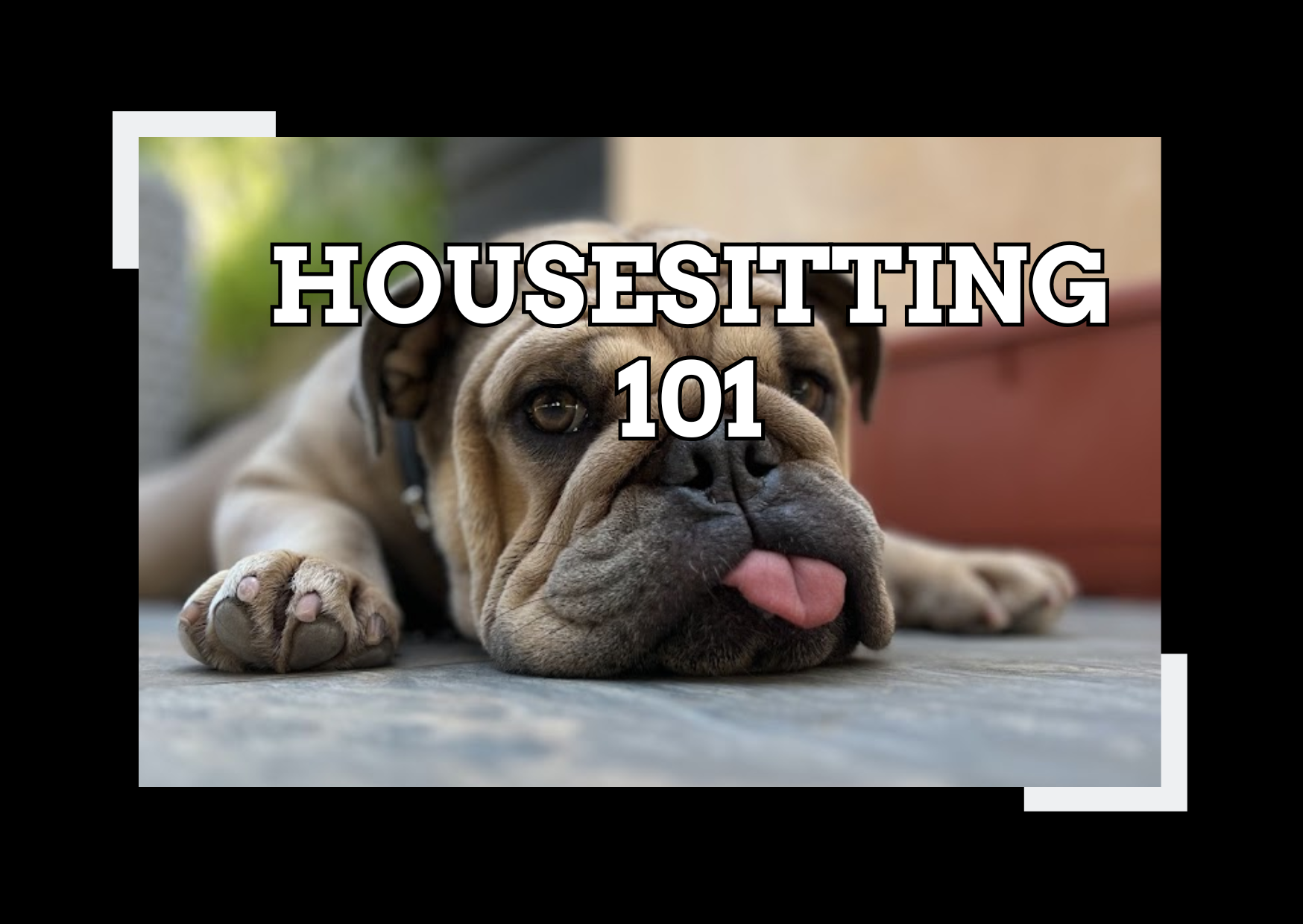 Housesitting 101: Complete Guide to Getting Started