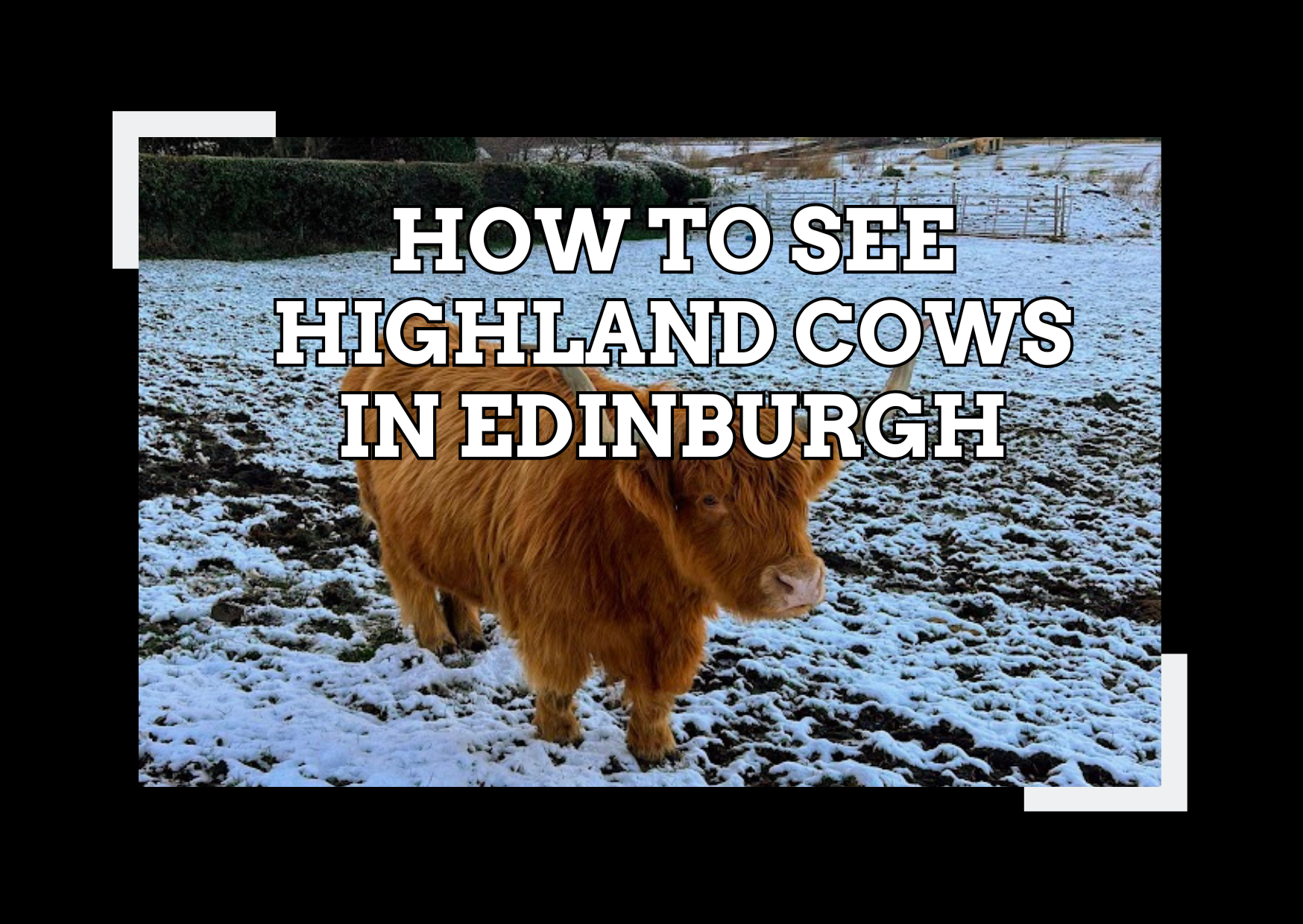 How to See Highland Cows in Edinburgh
