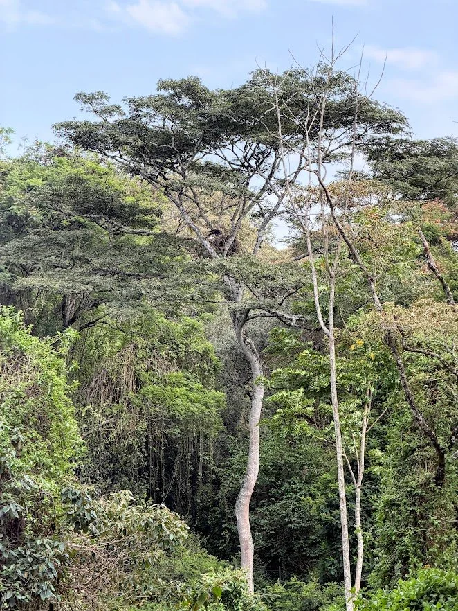 nature trail in nairobi.jpg