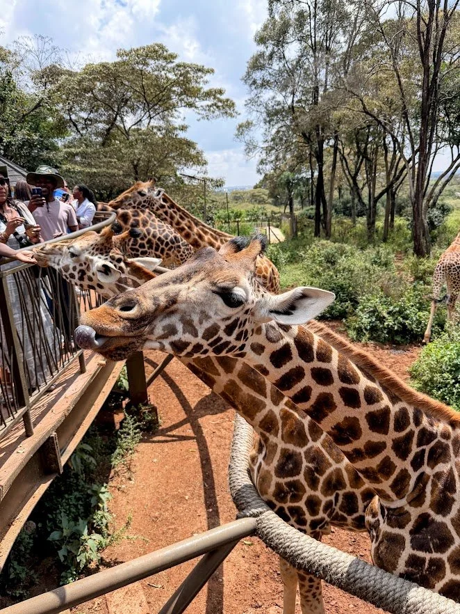 Nairobi giraffe center.jpg