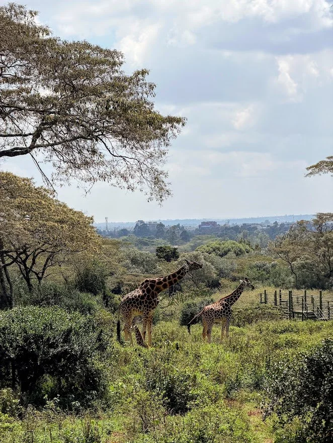 Top things to do in Nairobi kenya.jpg