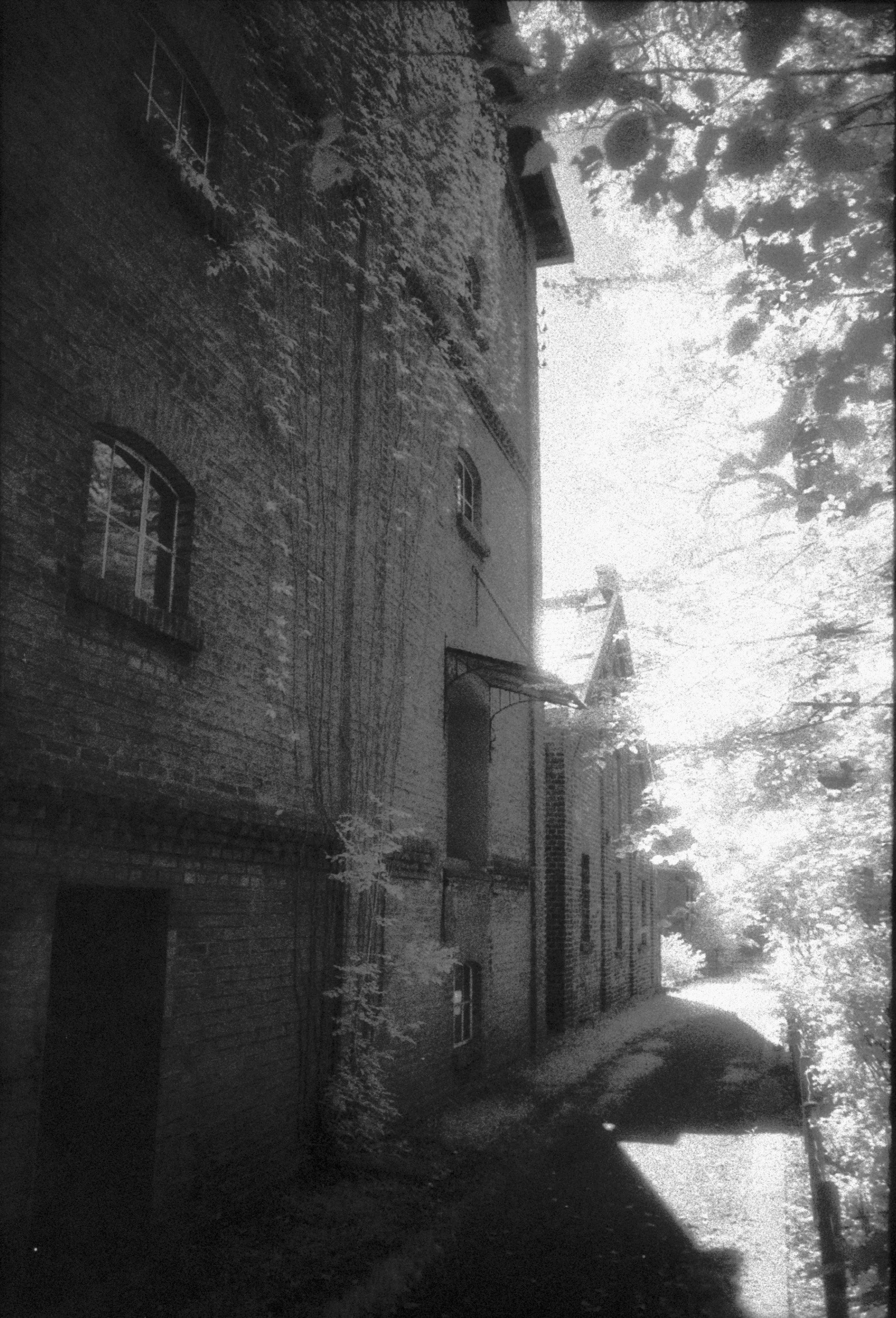 Elm_4.jpg