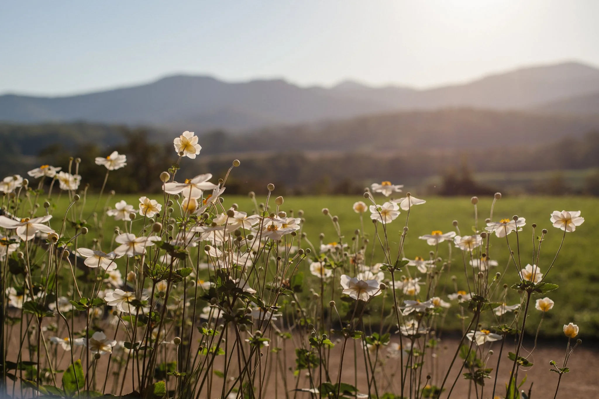 the smiths photography