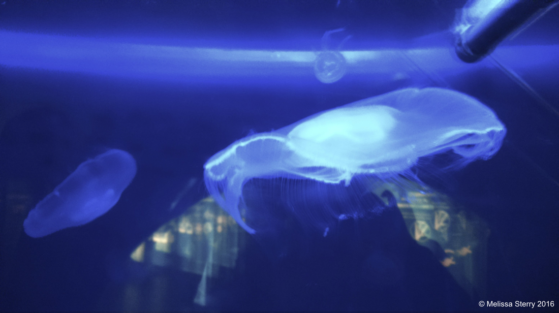 Oceanic inspiration