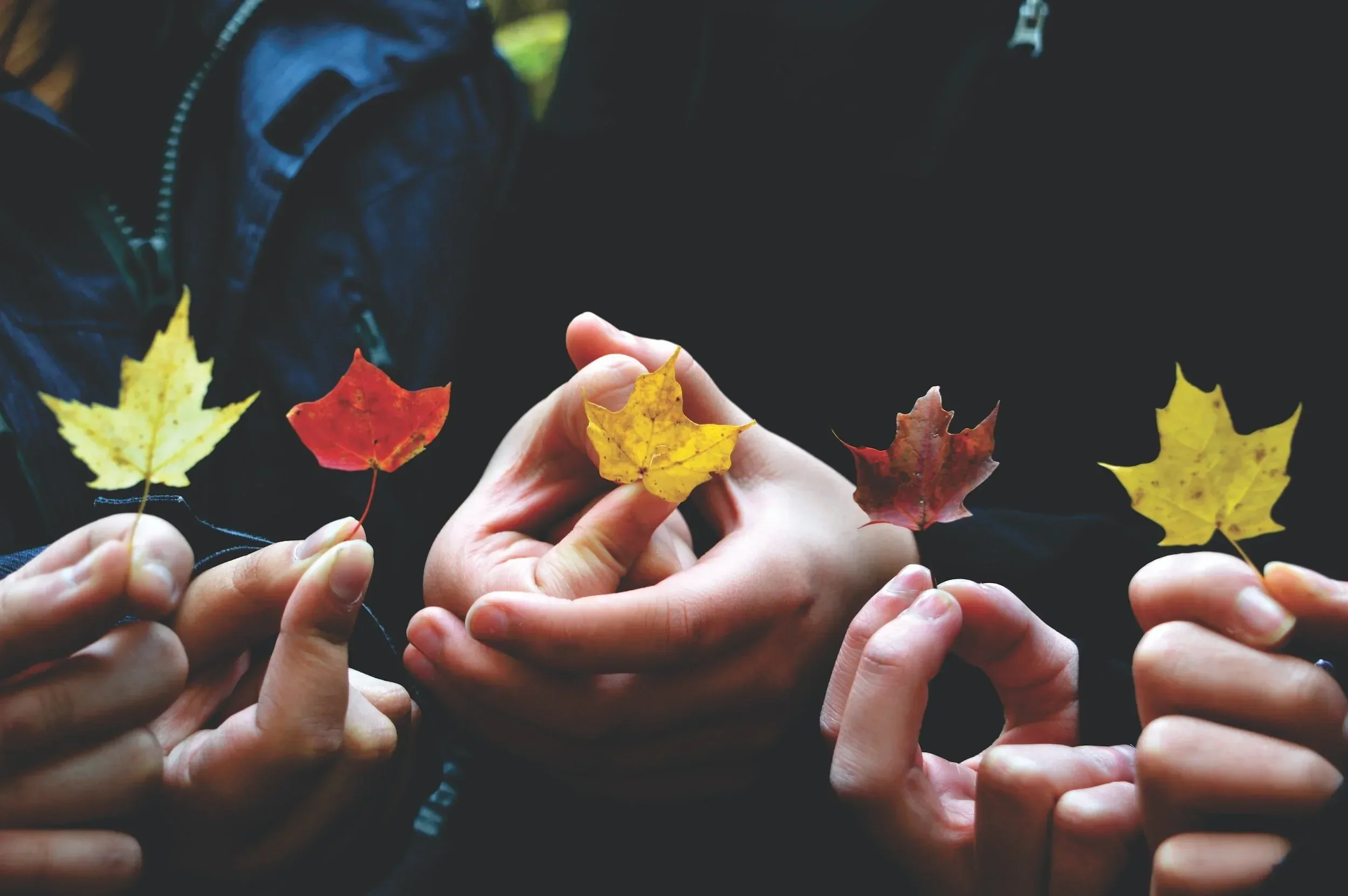 Multiple hands holding and examining colorful autumn leaves, with a dark background.