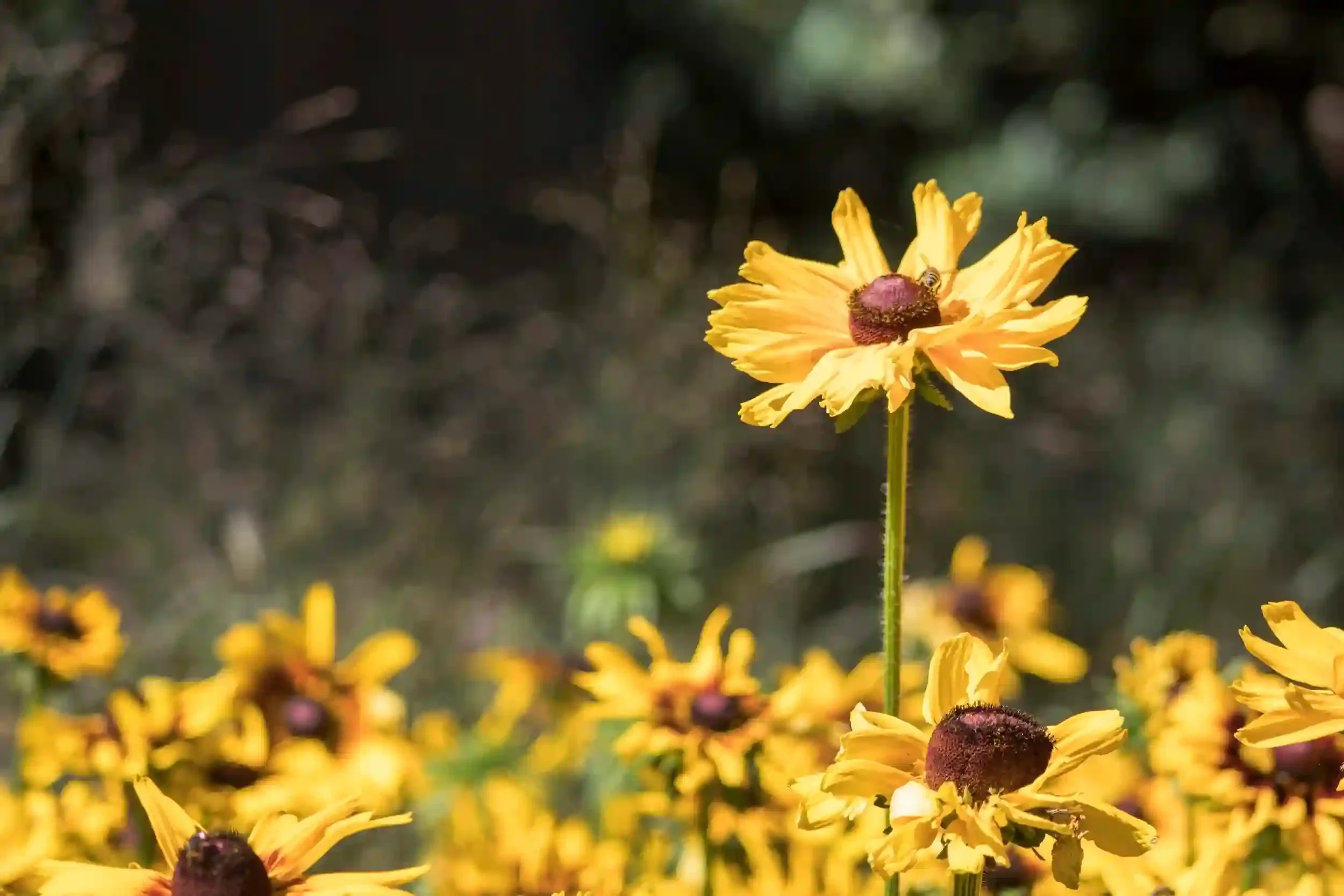 A single yellow flower with a dark center in focus, surrounded by several other yellow flowers in a field, with a dark blurred background and some greenery.