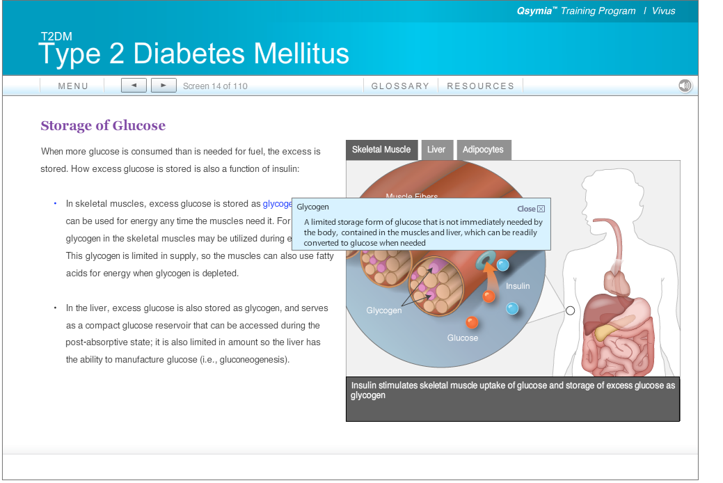Diagram showing how insulin affects muscle and liver cells to store excess glucose as glycogen, with annotations highlighting glucose, glycogen, insulin, and skeletal muscle.