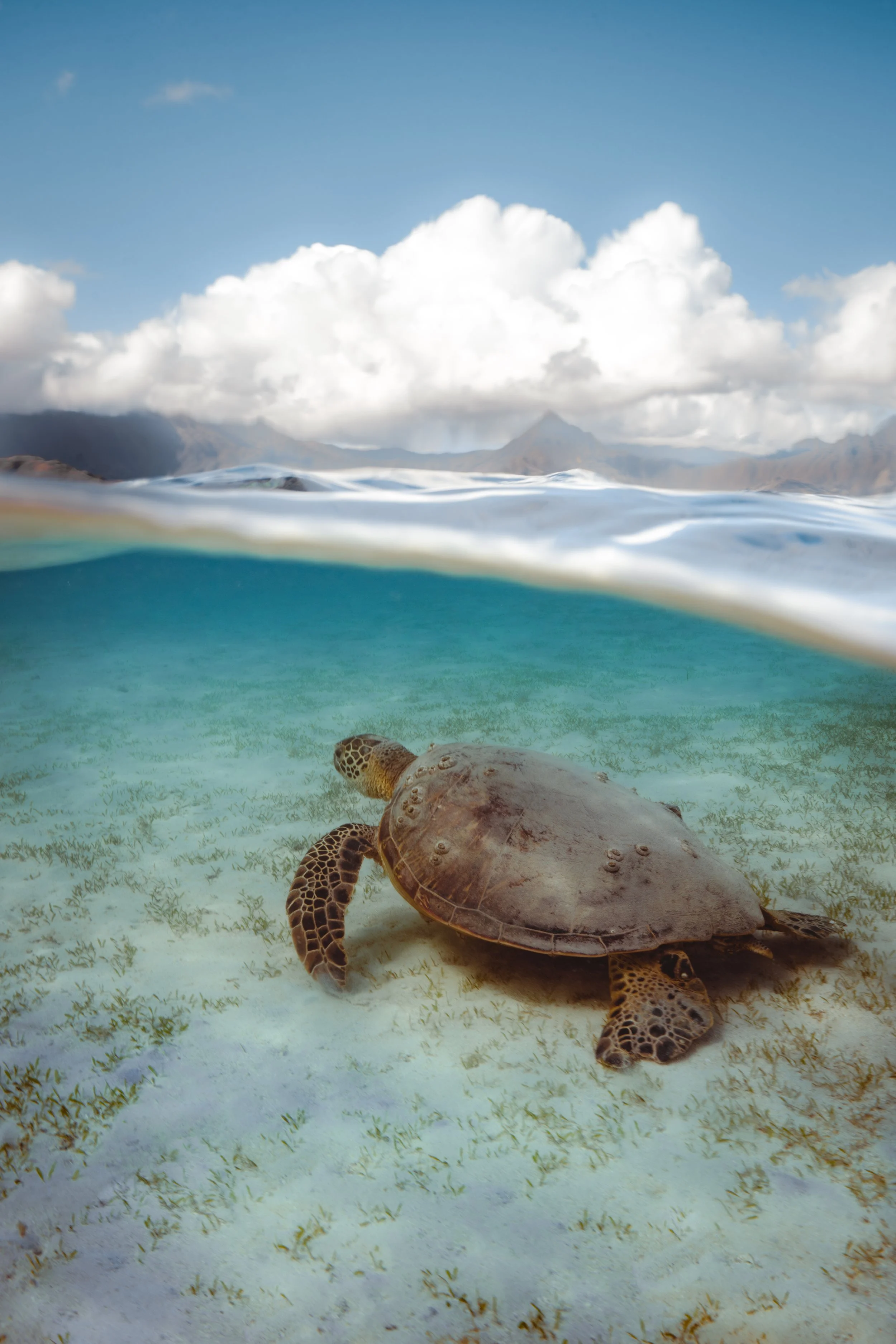 TurtleHawaii_byCapturedwithPassion.jpg