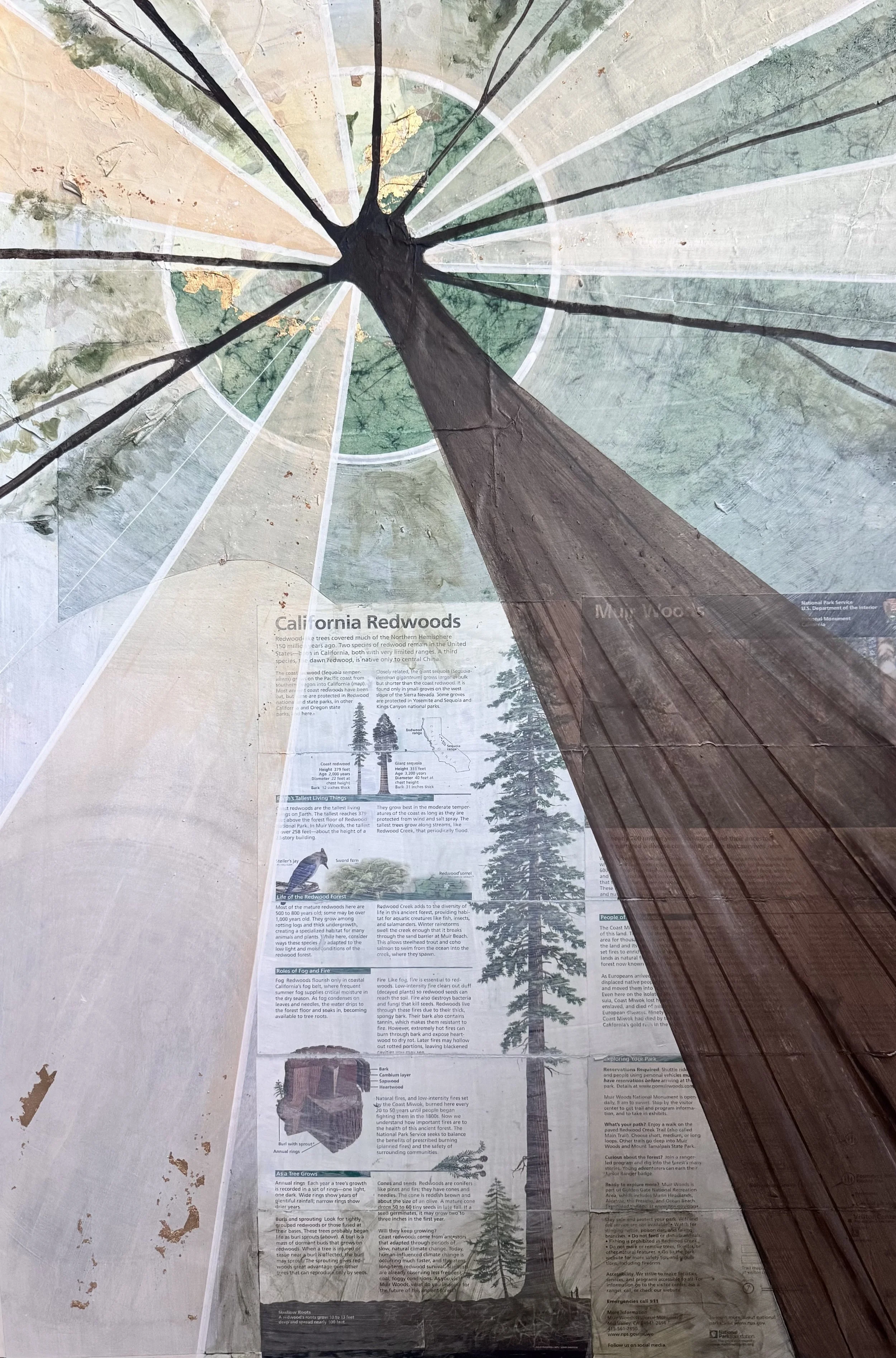 Cathedral Grove, June 2026