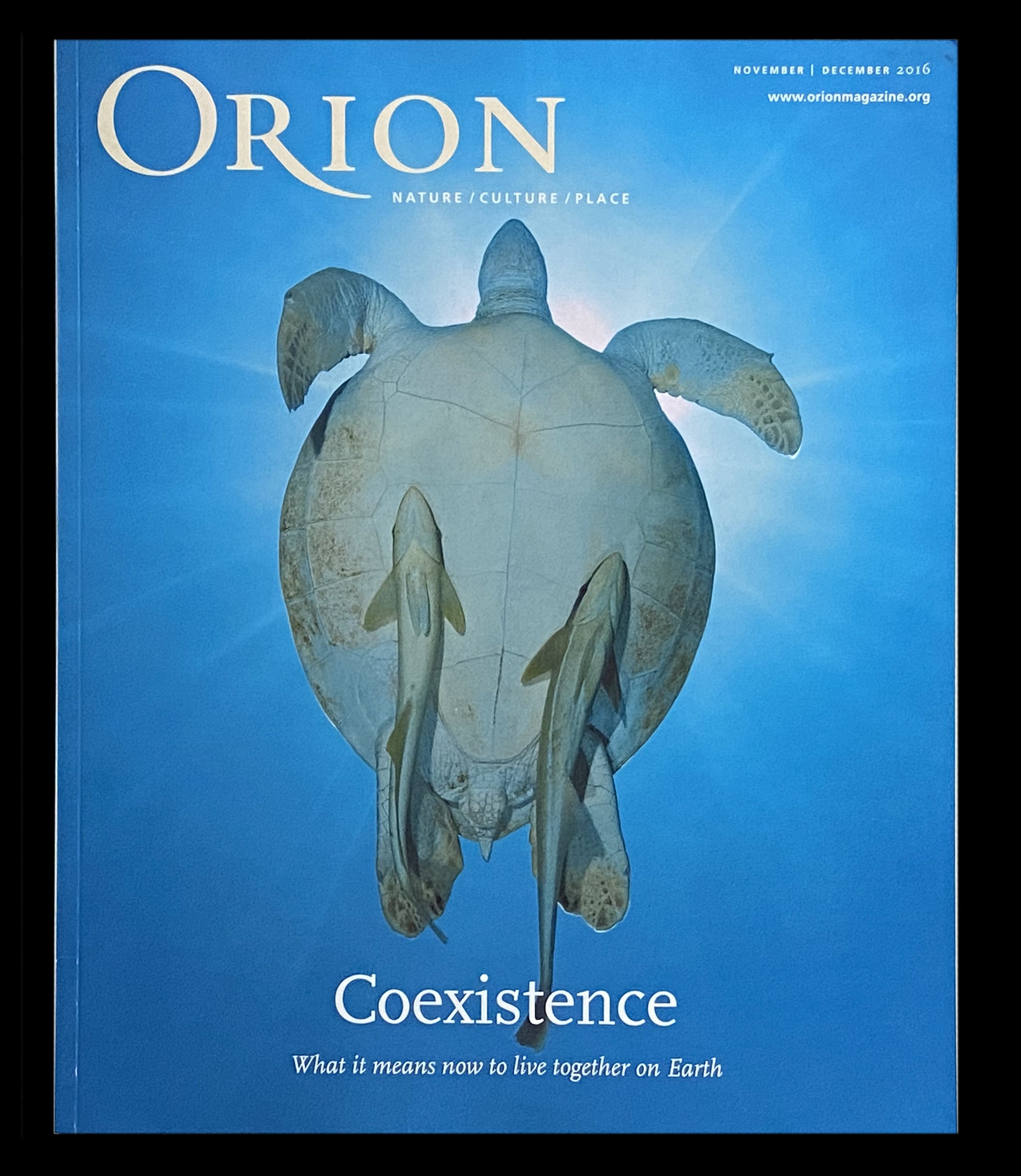 2016 Orion Cov Turtle.jpg