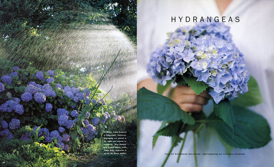 HYDRANGEAS-01.jpg