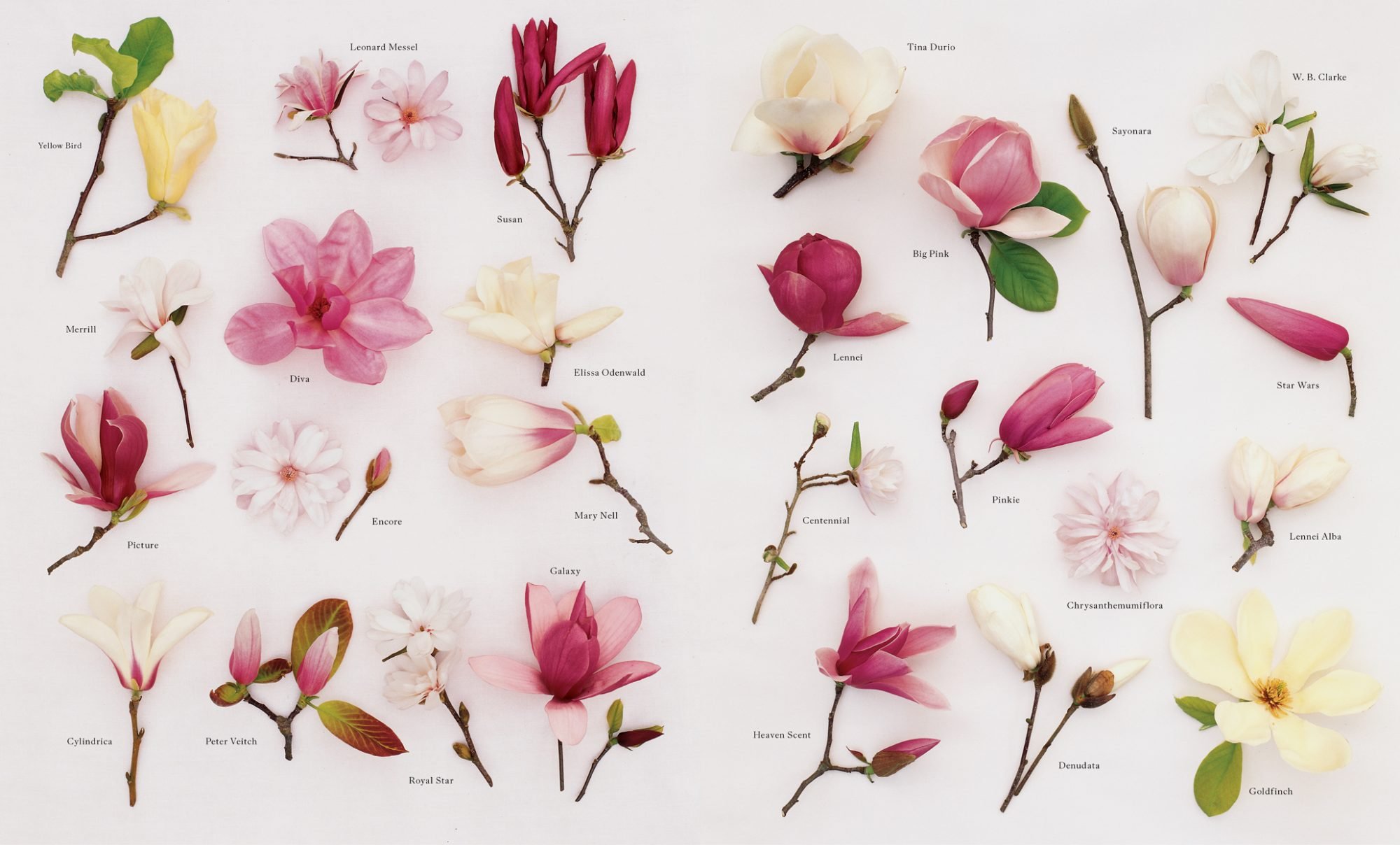 magnolias-02.jpg
