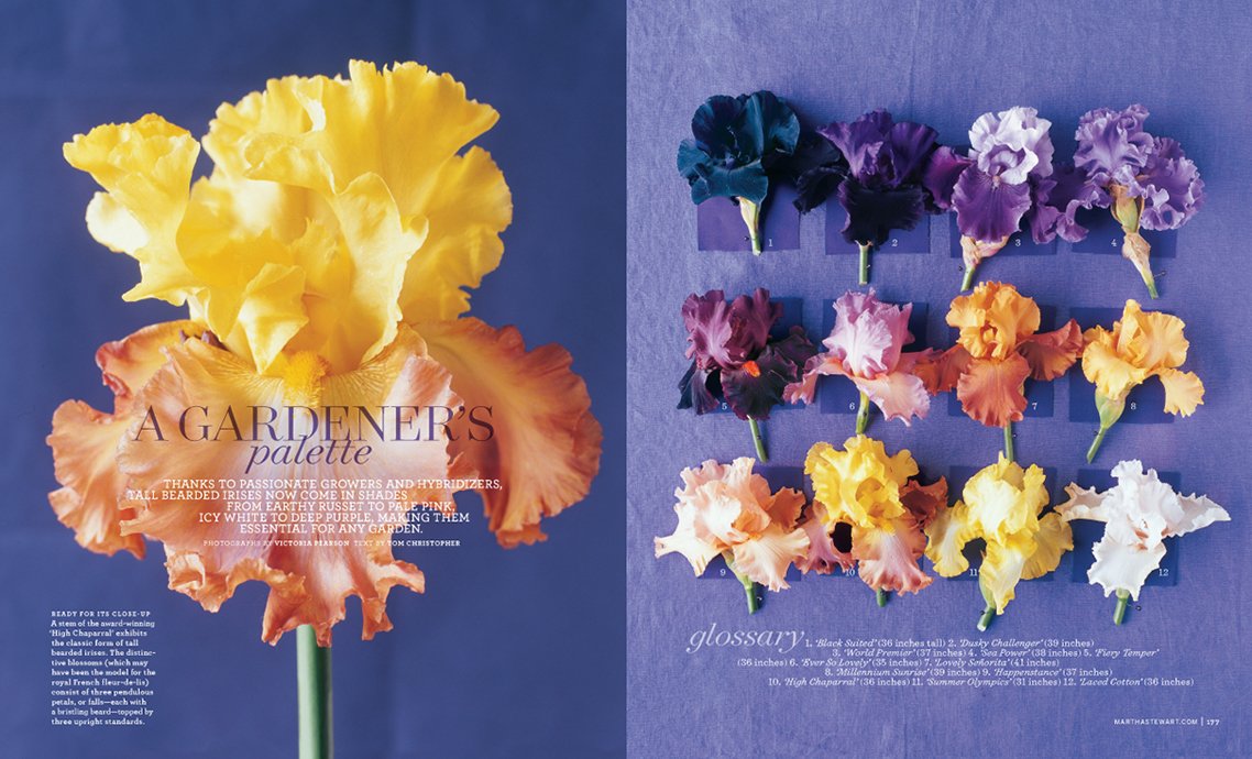 IRISES_palette.jpg