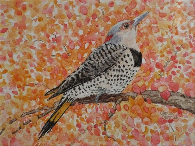 Yellow Shafted Flicker — Turtle Creek Gallery Fine Art