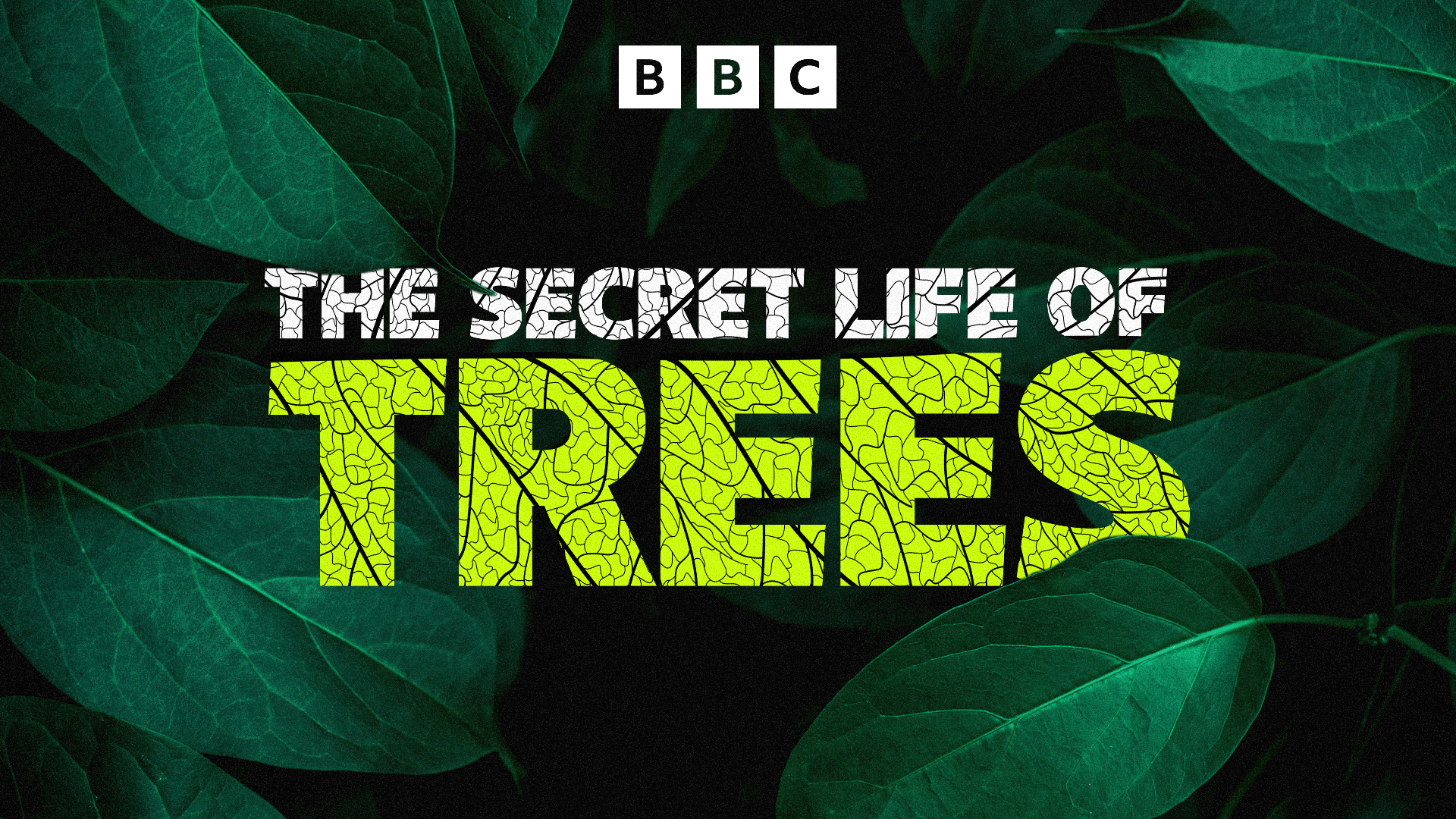 The_Secret_Life_of_Trees_3840x2160.png