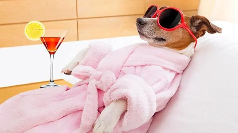 4-most-expensive-ways-to-pamper-your-pet.jpg