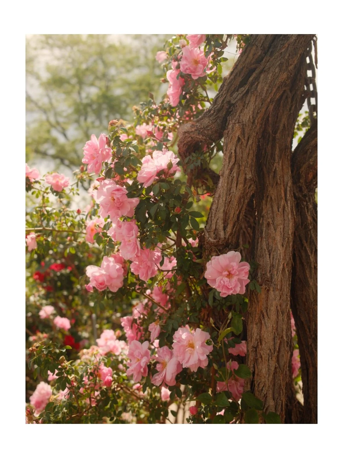 EXT. PINK FLOWER GARDEN - DAY.jpg