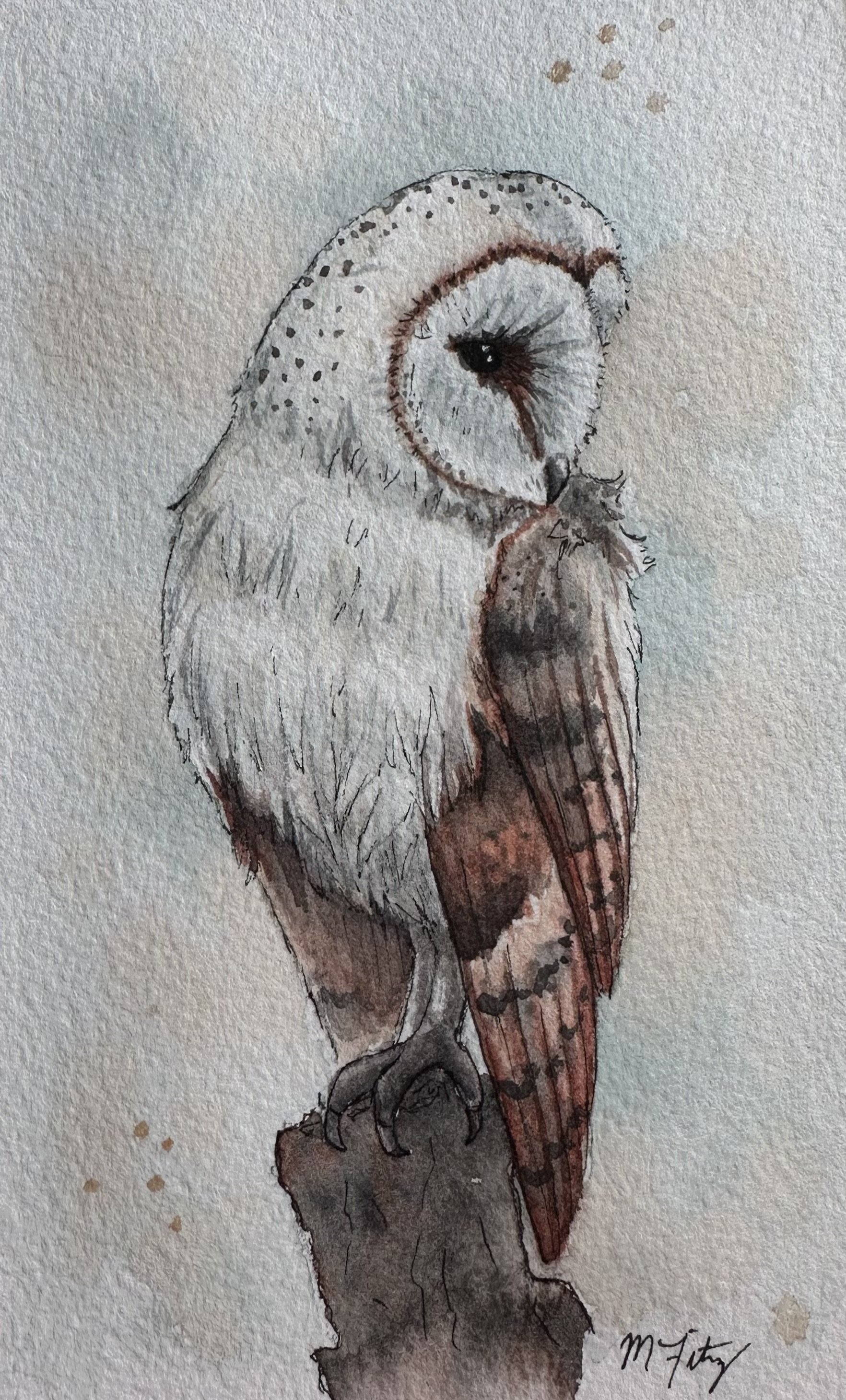Barn Owl 1, 2025