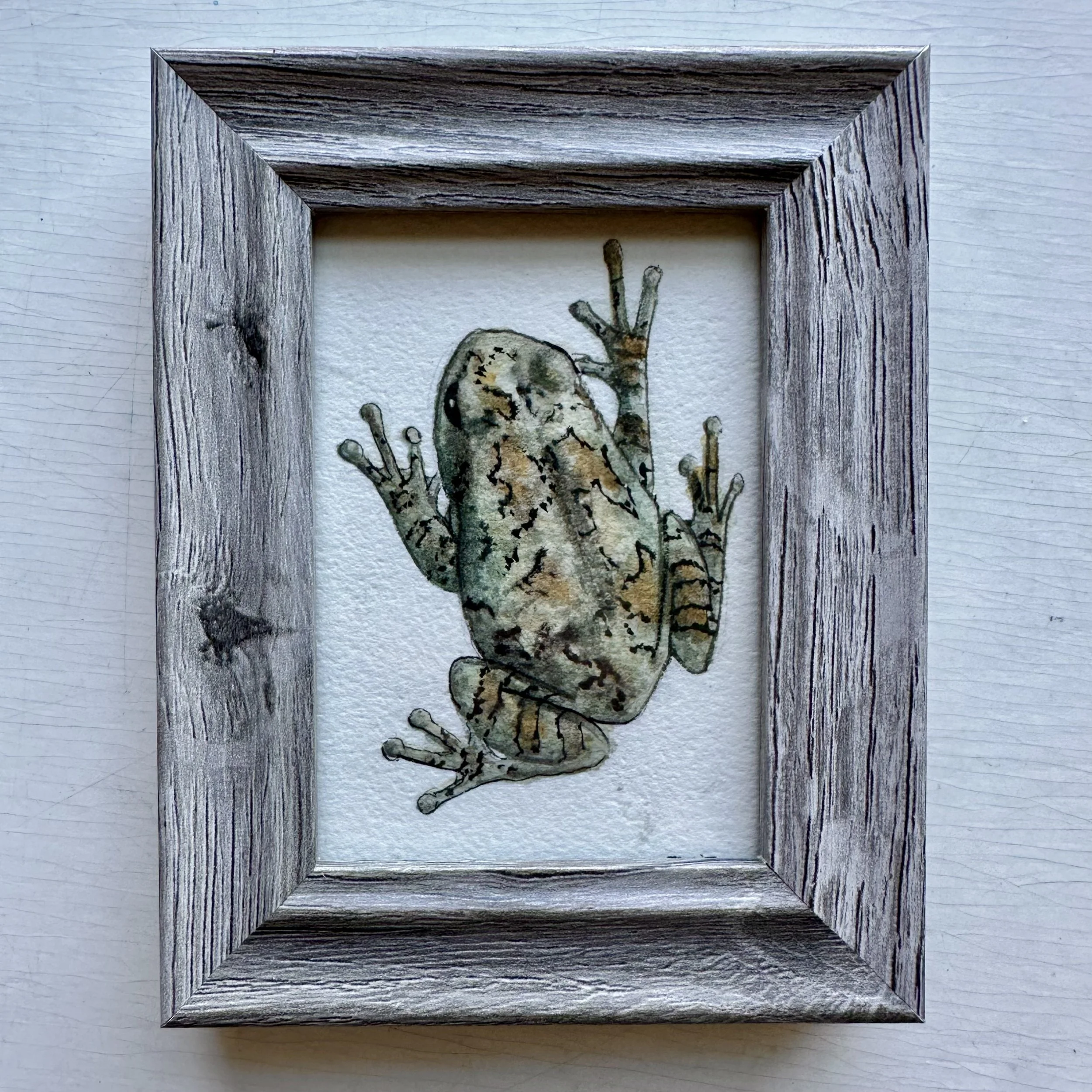 Gray Treefrog, 2025