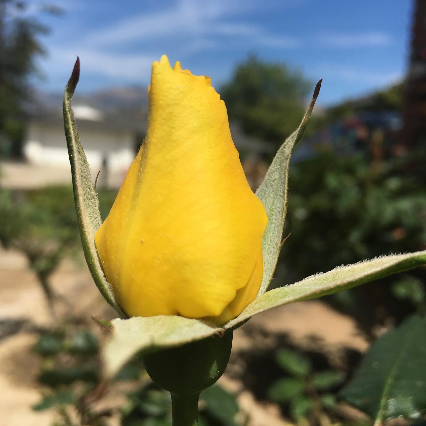 🌹My first buds of &lsquo;22! Perfect in their imperfection. Just like us.💐❤️
#roses #rosegarden #yellowrose #smelltheroses #loveroses #gardening

[ID: A closeup of a single yellow rosebud in a garden against a blue sky]