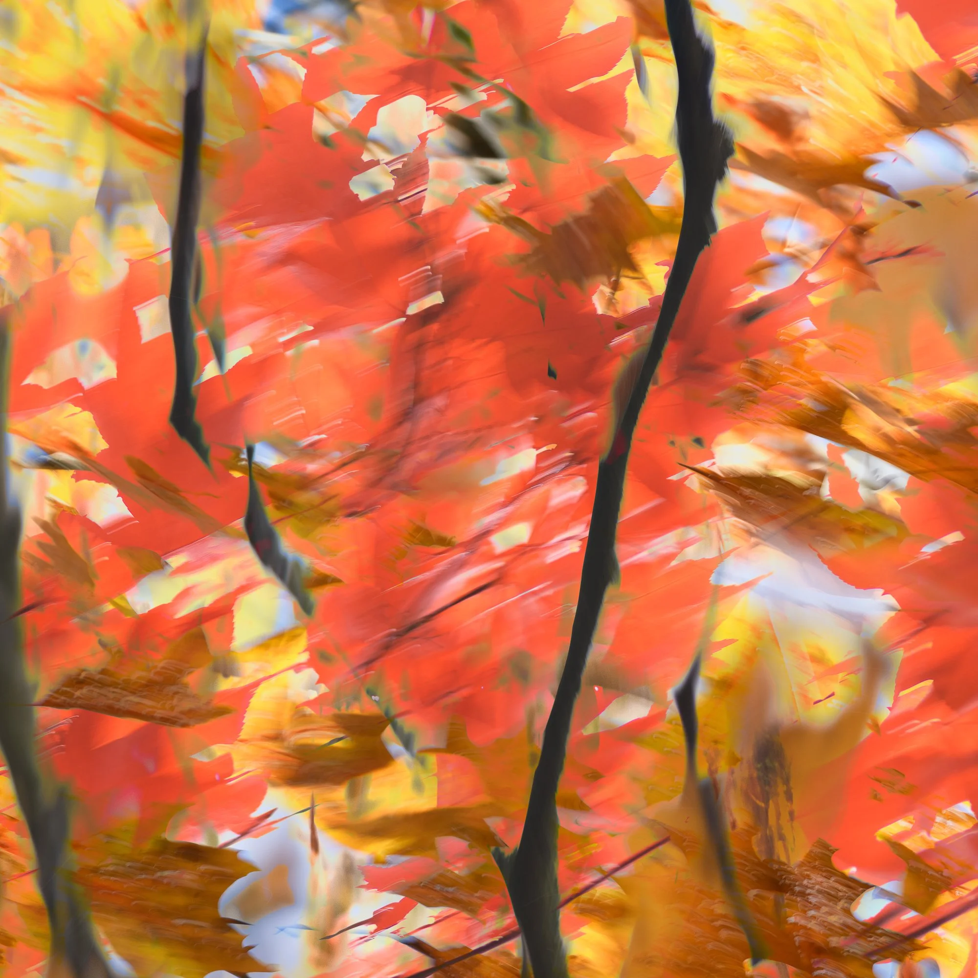 Fall trees 1 print.jpg