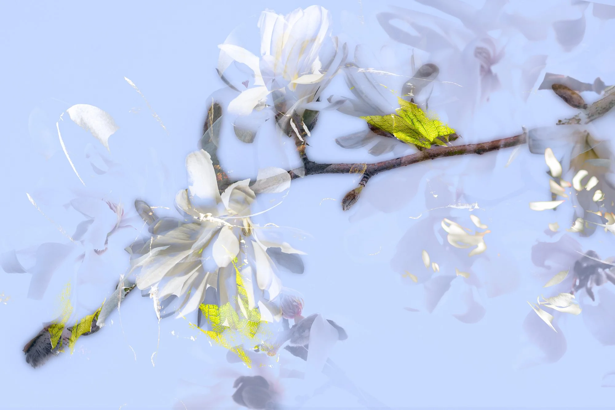 white magnolia, 2025