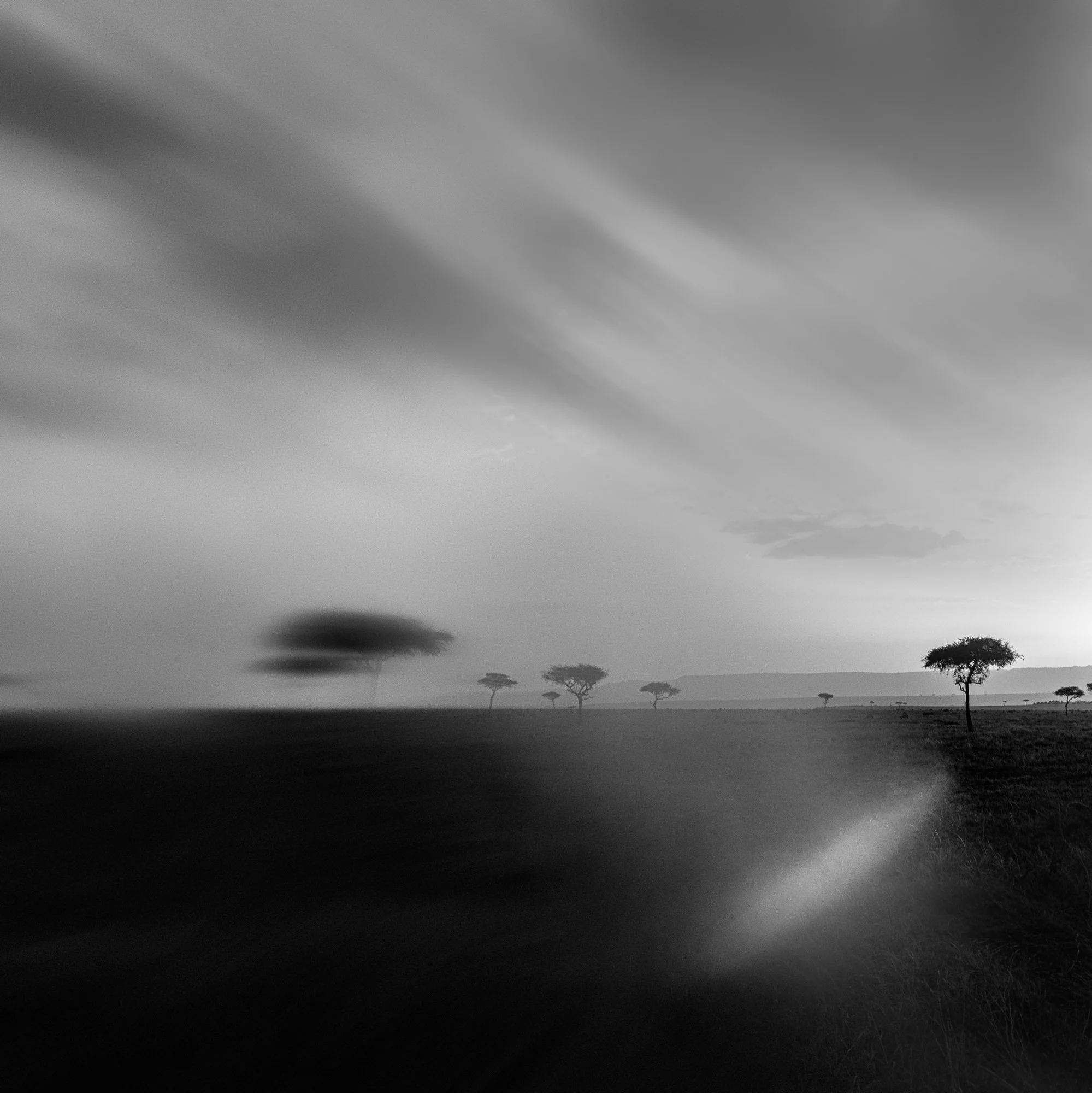 trees, Kenya, 2018