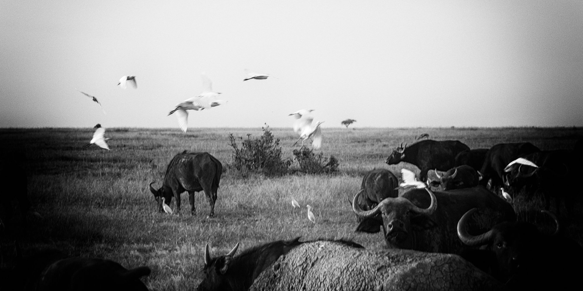 Ol Pejeta, Kenya, 2019