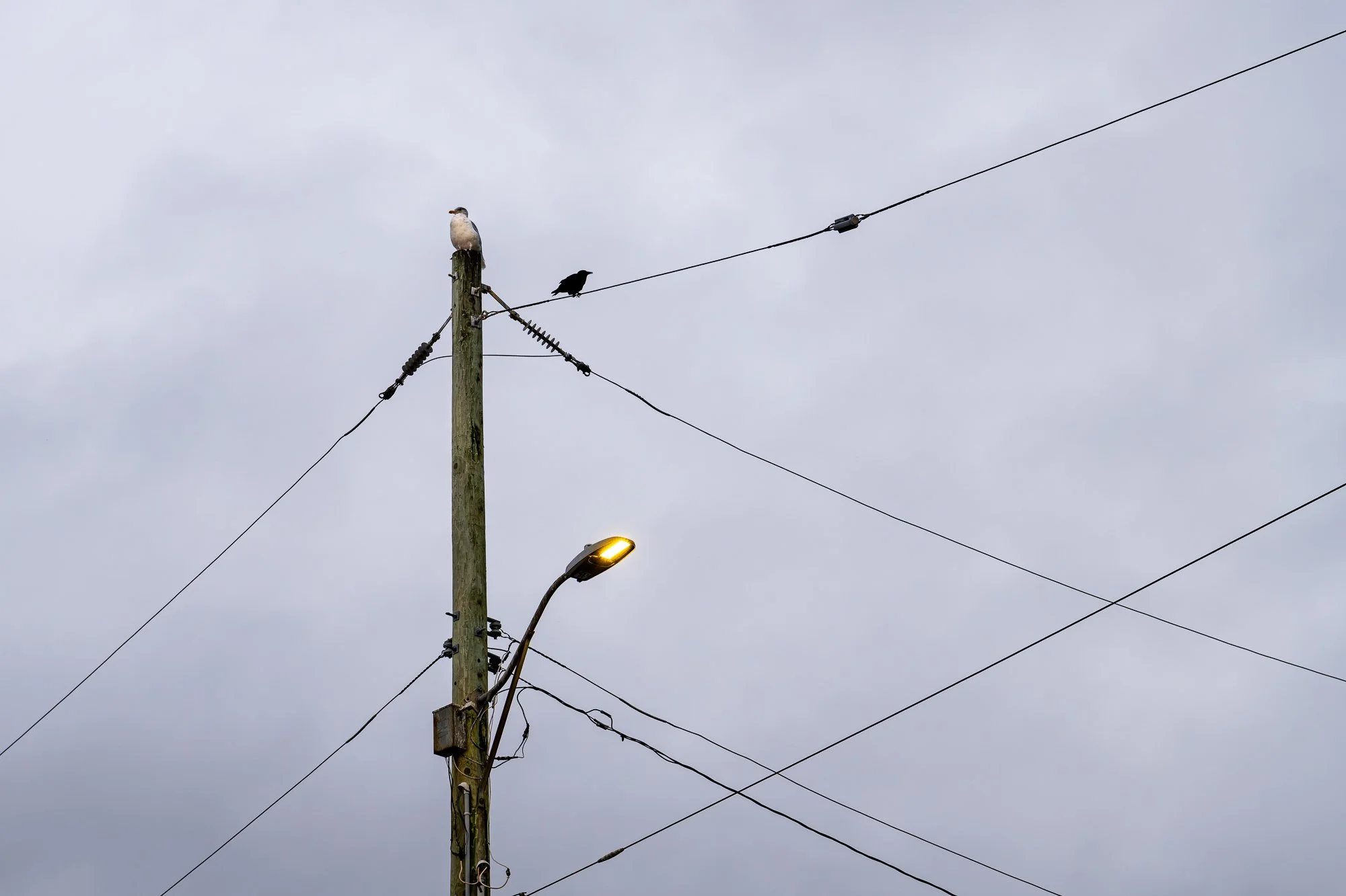 two birds, Victoria, 2020
