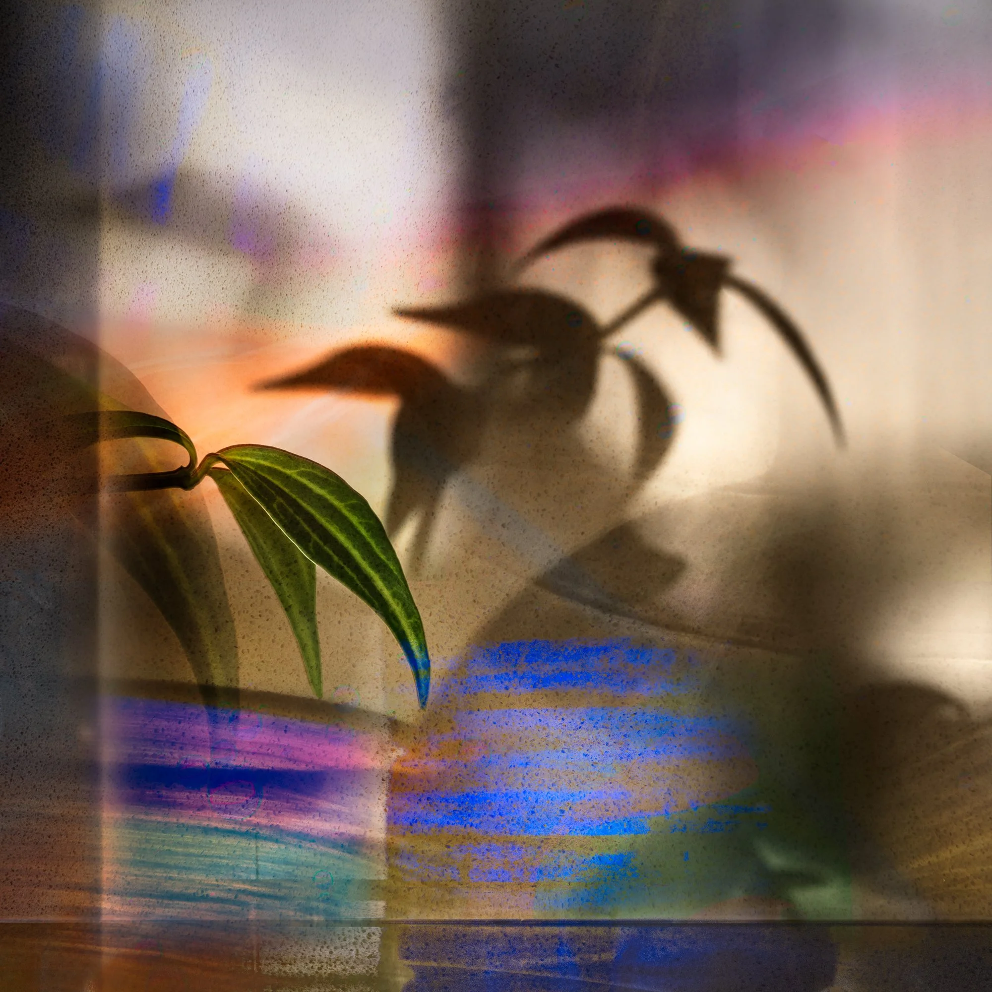 winter shadows V, 2025