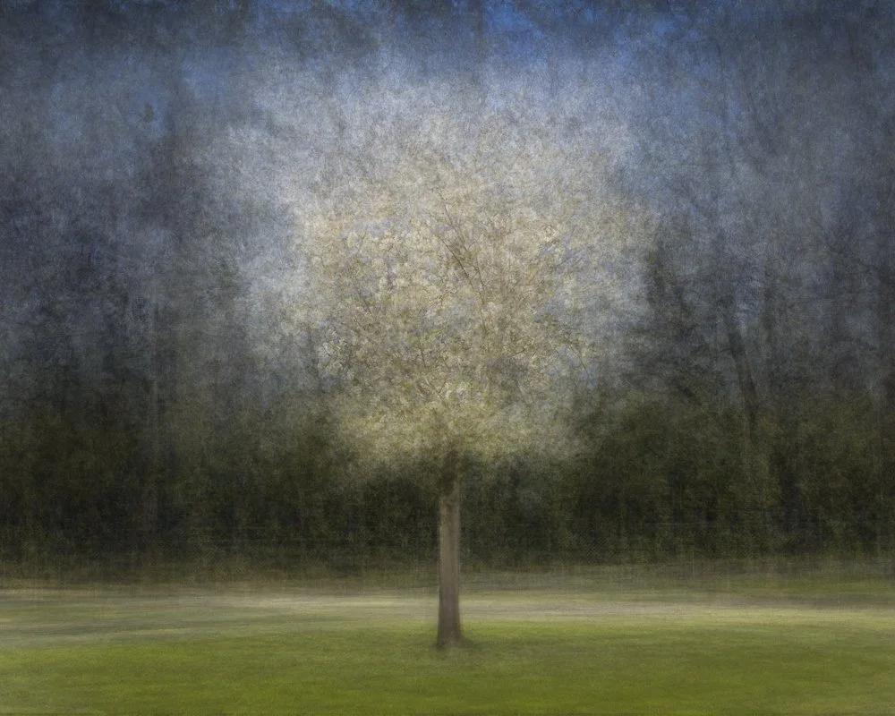 white cherry blossom, 2021