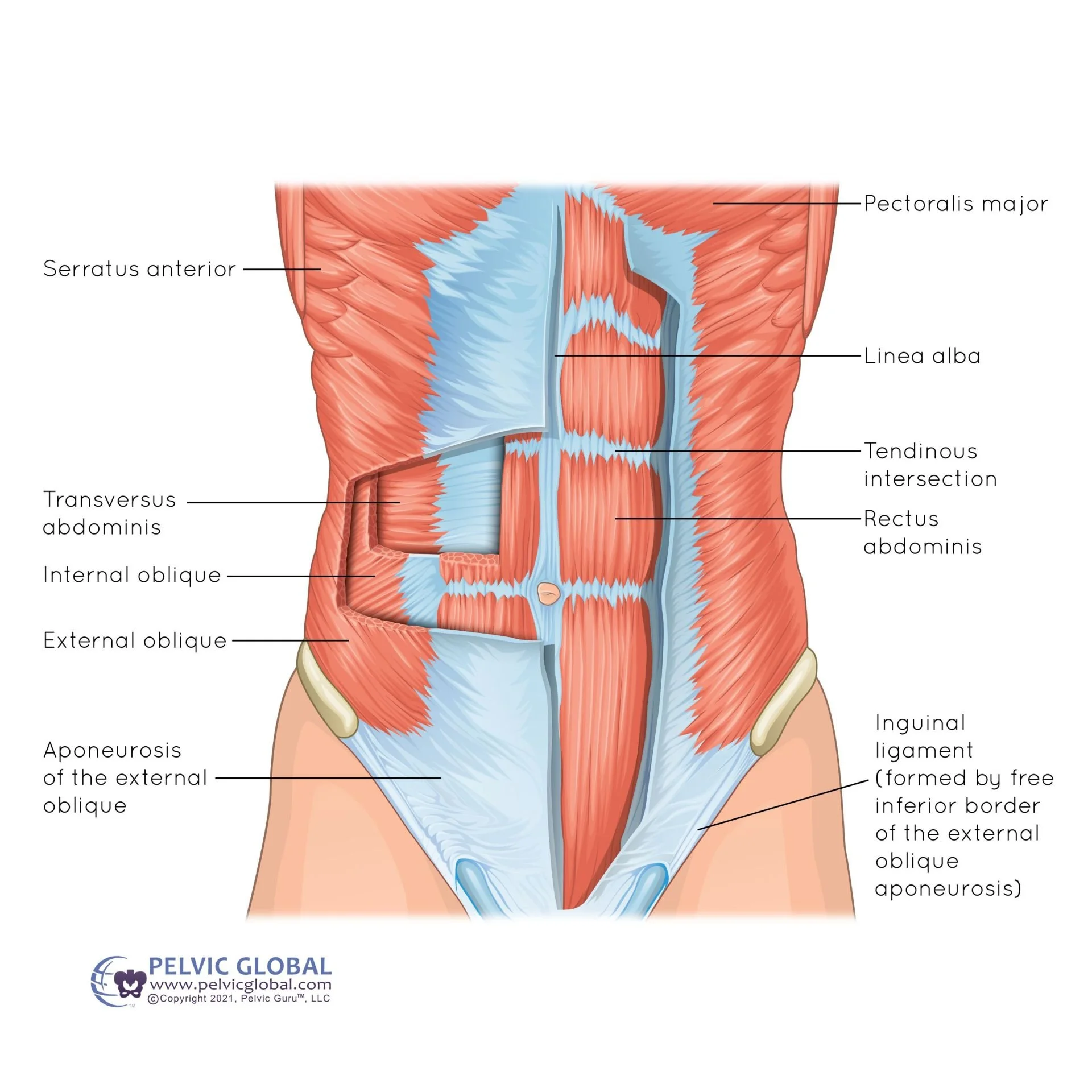 About Abdominal Separation (Diastasis Recti) | Boston, MA