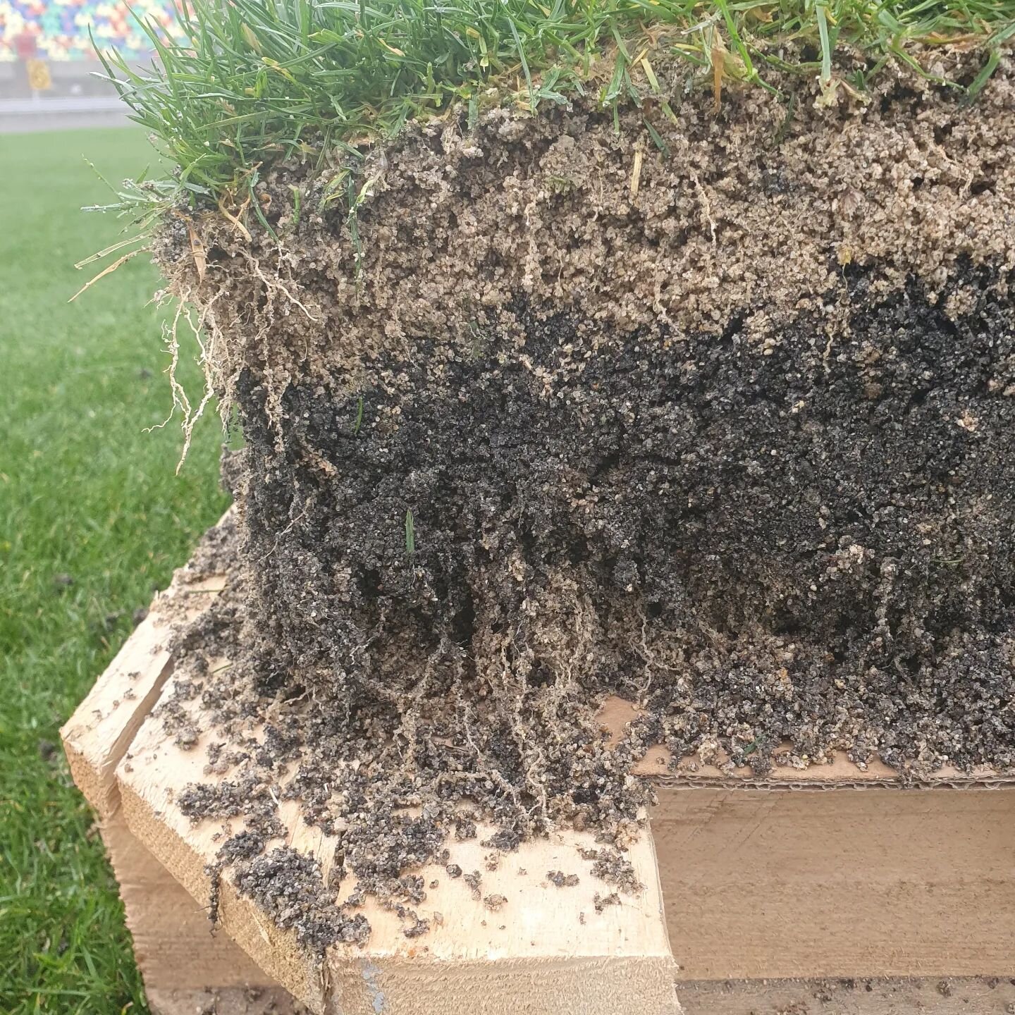 Perennial turfgrass roots at 250 mm on the stadium field at Yarrow. The turf is about 6 weeks old and has been grown in through winter. Incredible root depth for such immature turf. The amended sand/biochar horizon definitely doing its thing! @thebio