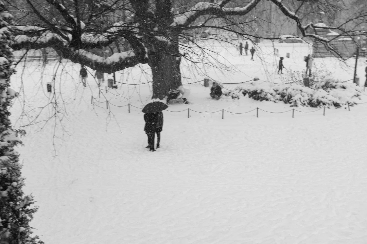 Central Park, New York City 
January 25th, 2026 
🌨️❄️☃️🌬️

@fujifilmx_us #fujix100f
