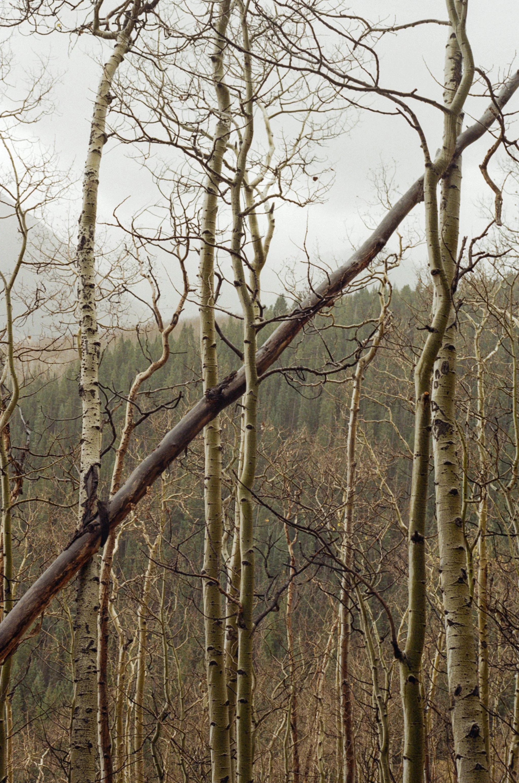 A forest scene with leafless trees and a fallen tree leaning at an angle. The background is filled with more trees and a cloudy sky.
