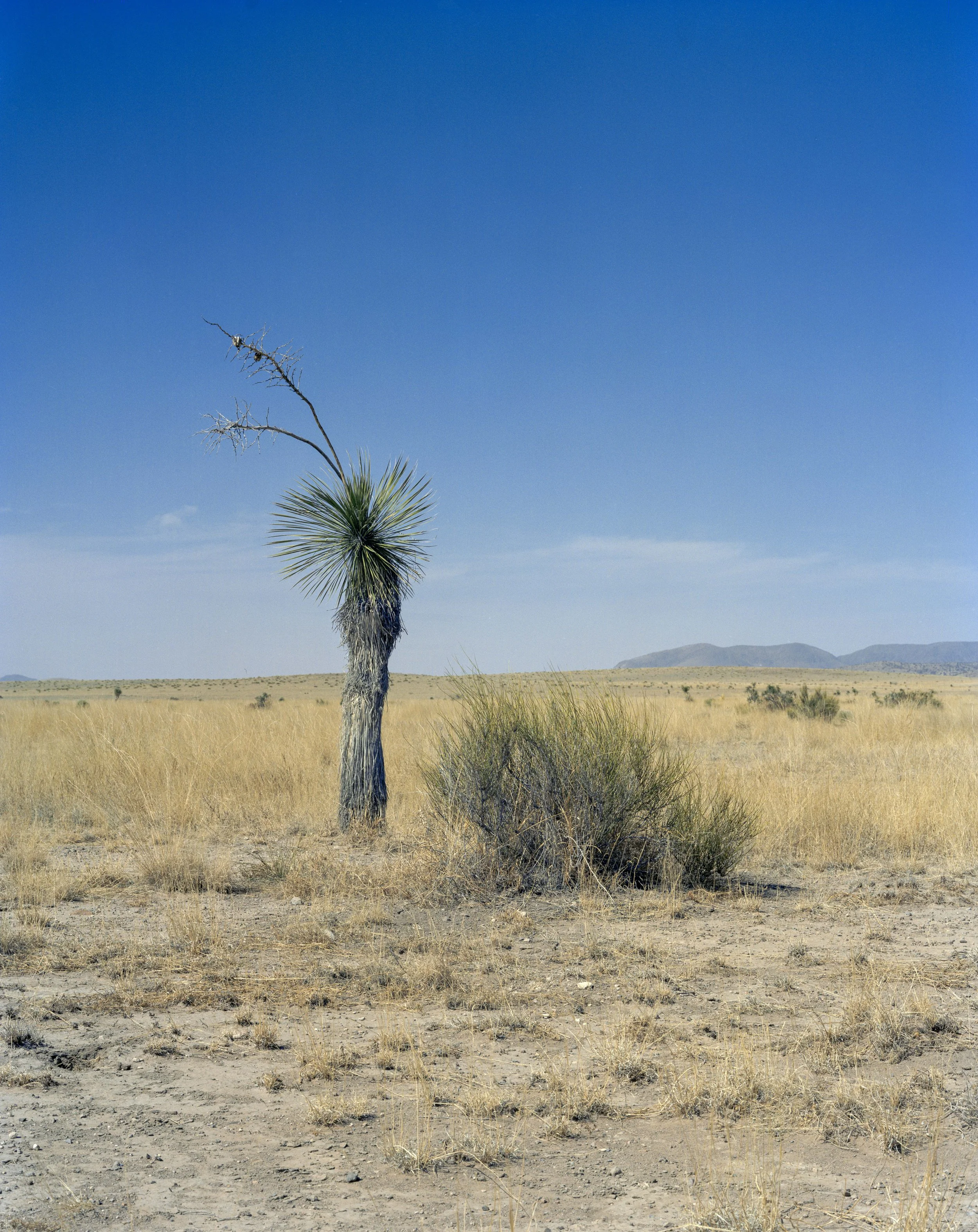 Desert scene with a single, dry, spiky plant and a small bush against a blue sky.
