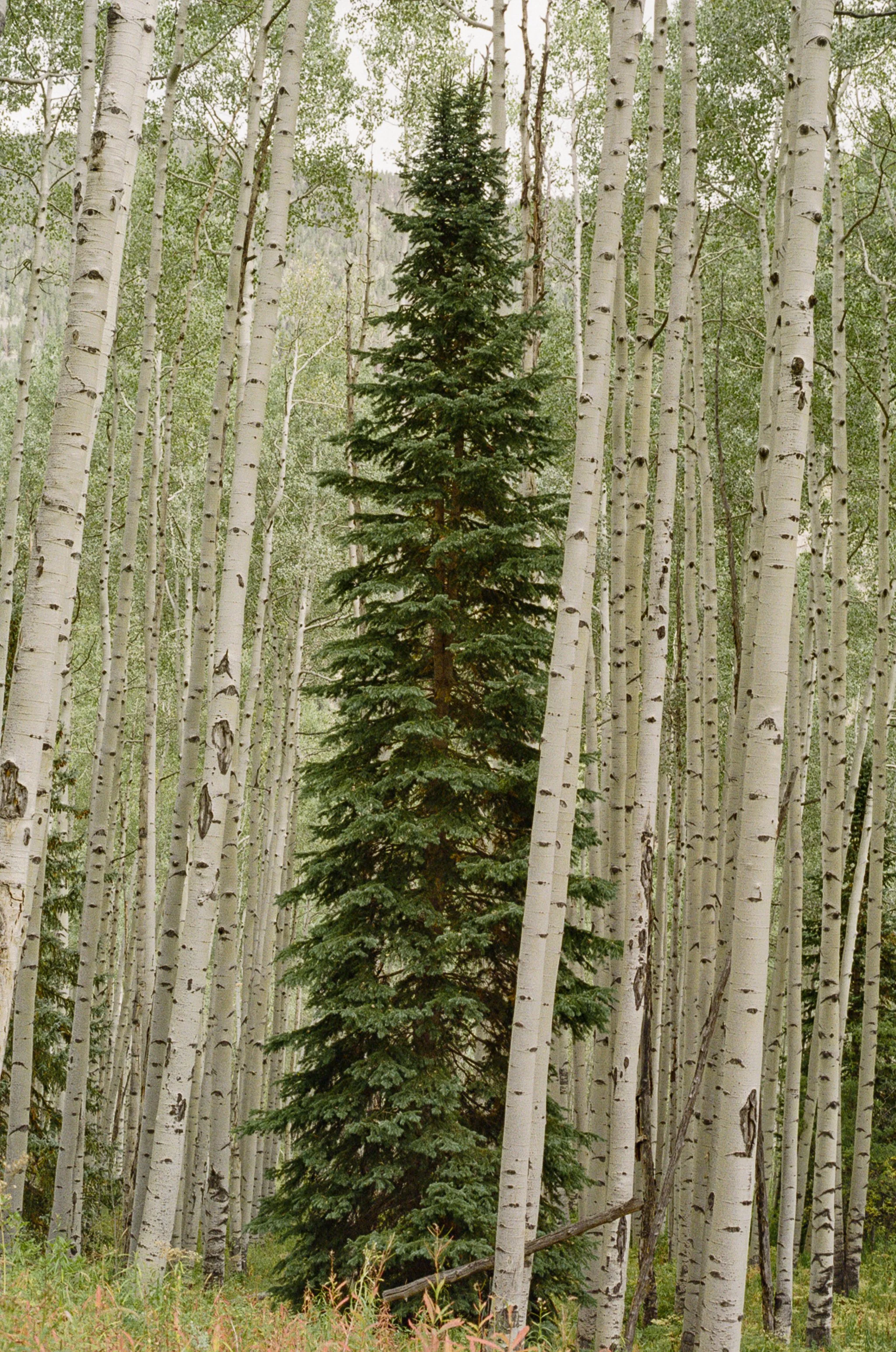 Green pine tree in the center surrounded by tall white-barked aspen trees with green leaves.