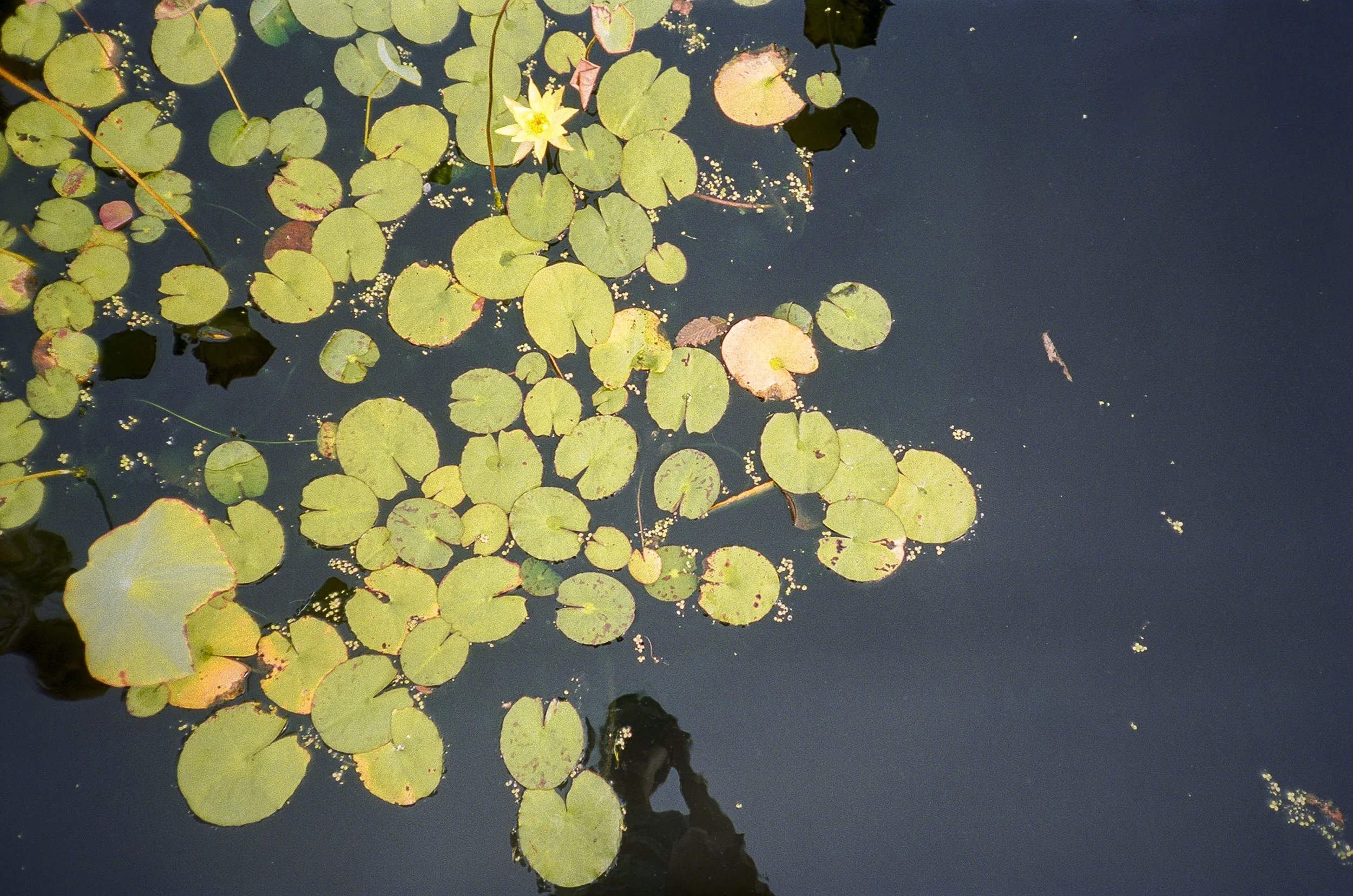 Water lily pads floating on a dark pond surface.