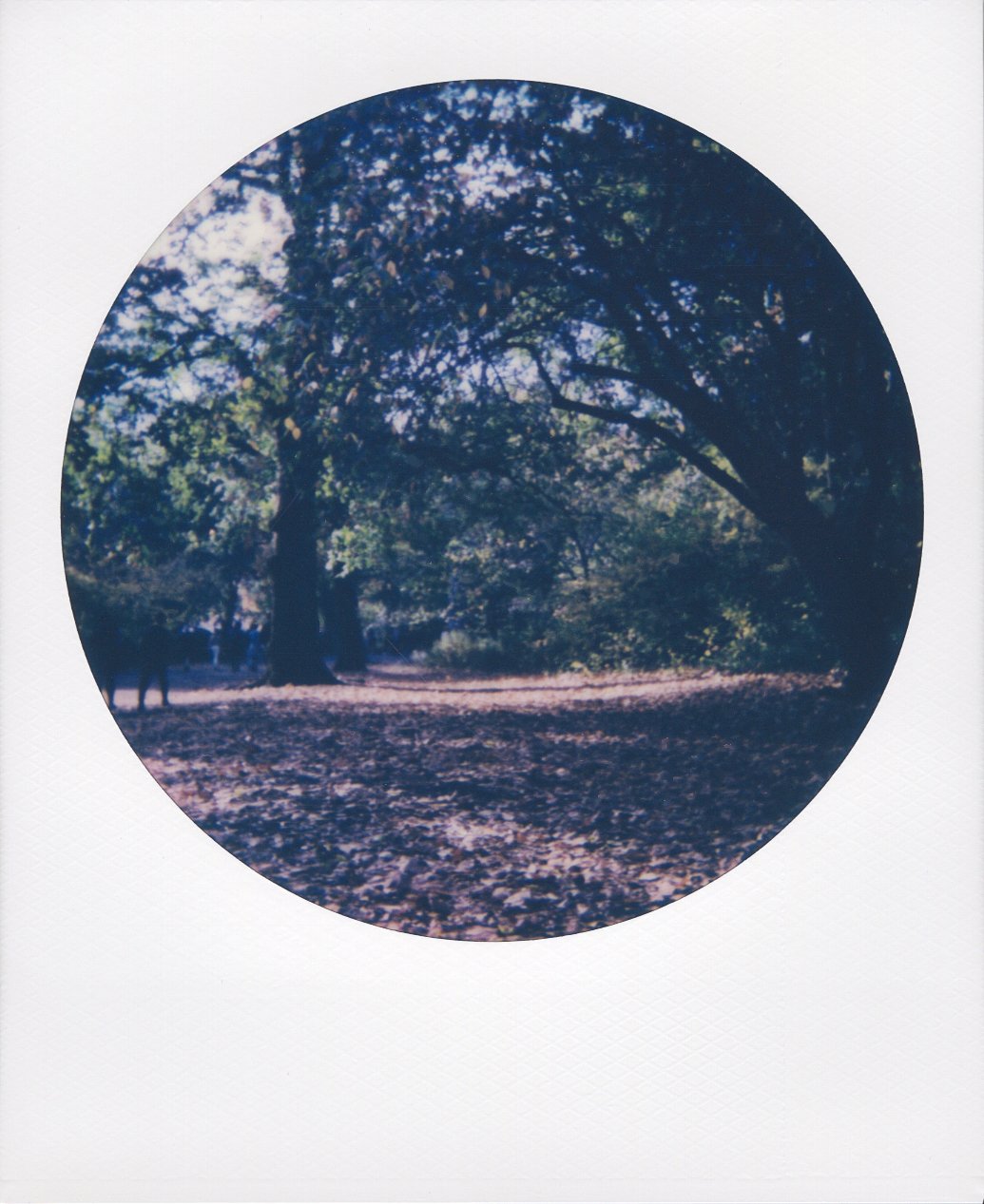 polaroid-new-york-city-round-10.jpg